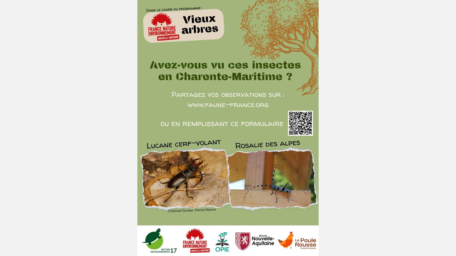 Affiche vieux arbres